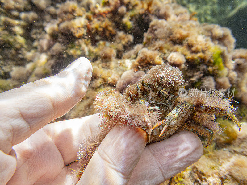 Camposcia retusa，通常被称为蜘蛛装饰蟹或我手中的小丑蟹，Costa Brava，加泰罗尼亚